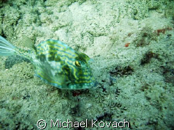 Cow fish on the Inside Reef at Lauderdale by the Sea by Michael Kovach 